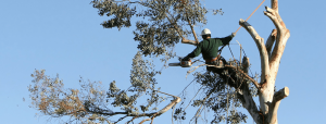 Tree Service In Irvine, CA